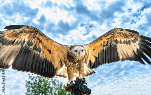 The sea eagle is flapping its wings with prey to attack, this is the biggest bird that hunts fish and small animals to survive.