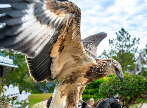 The sea eagle is flapping its wings with prey to attack, this is the biggest bird that hunts fish and small animals to survive.