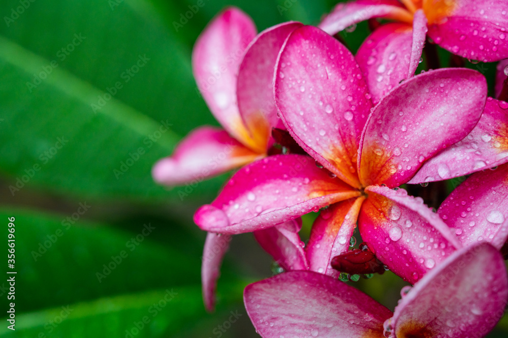 pink plumeria flower pink plumeria flower