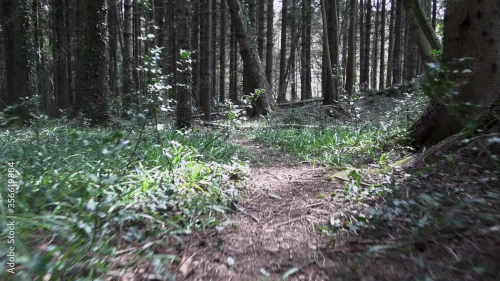 Slow Motion, Personal Perspective, moving along a Path through grass and holly in the Forest, Steady Cam Shot. Pov on Trail Through the Forest. Slow Motion, Personal Perspective, moving along a Path through grass and holly in the Forest, Steady Cam Shot. Pov on Trail Through the Forest.