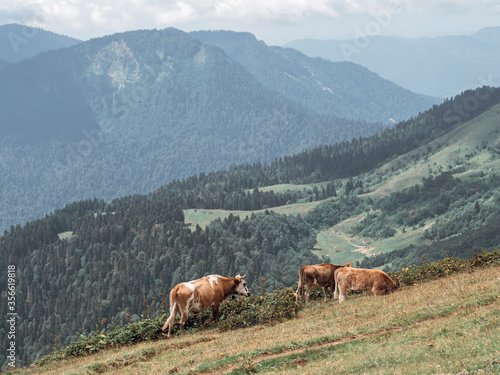 Cows eating lush grass on the green field in the mountains. Eco life concept