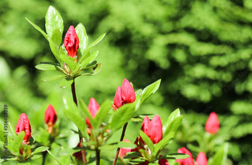 Opening of beautiful red azalea flower in spring garden. Floral background Opening of beautiful red azalea flower in spring garden. Floral background