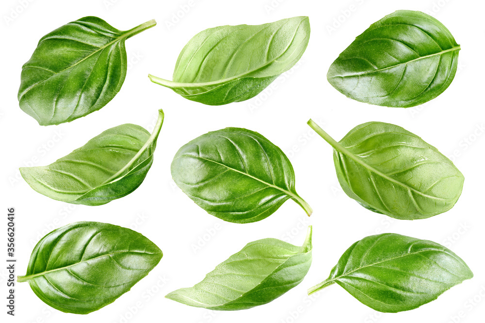 Set of green basil leaves isolated on white background Set of green basil leaves isolated on white background