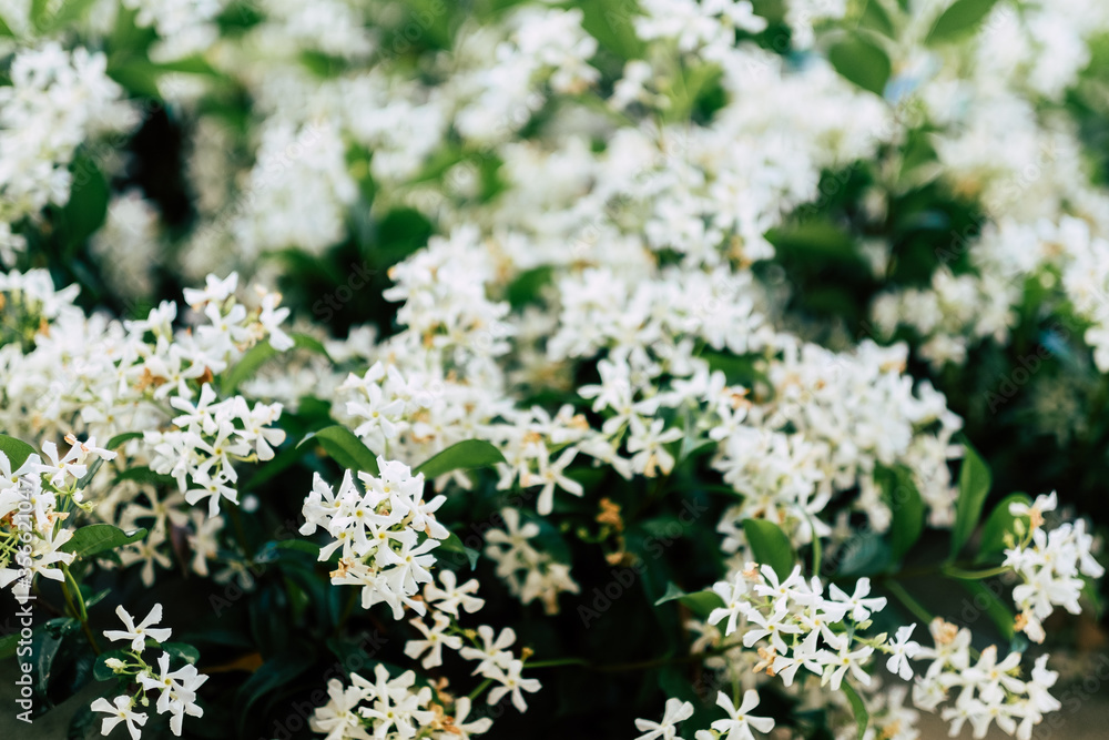 Fleurs blanches de jasmin dans le jardin Fleurs blanches de jasmin dans le jardin