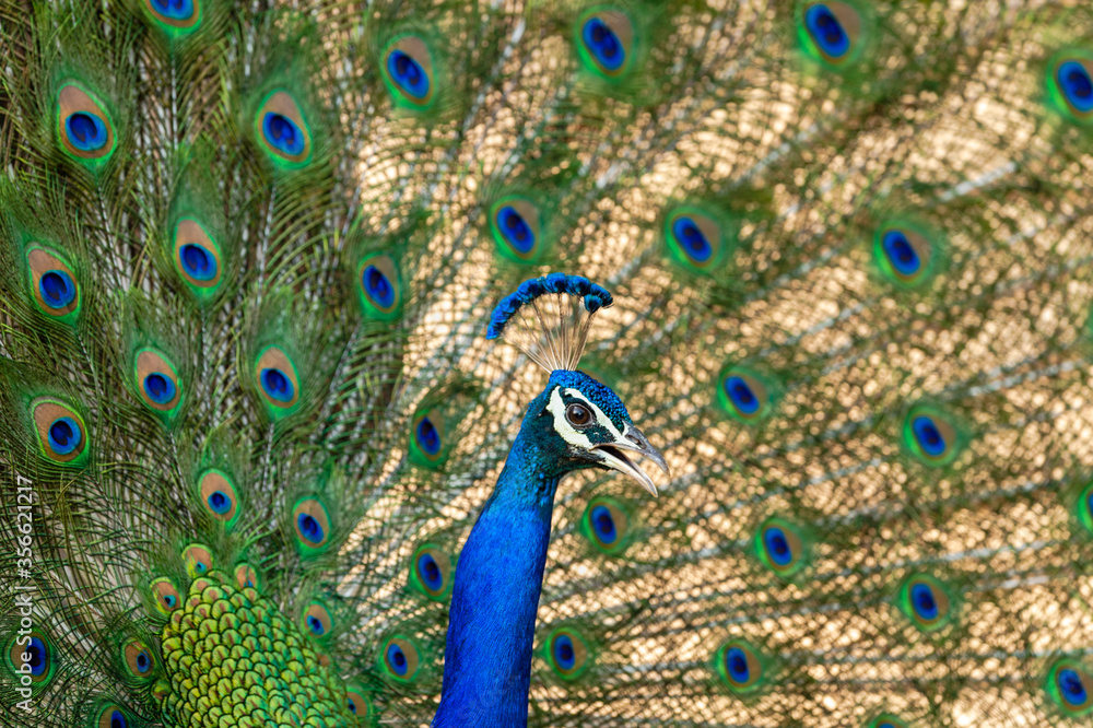 Obraz premium extreme close up Indian peafowl or male peacock dancing with full colorful wingspan to attracts female partners for mating at ranthambore national park or tiger reserve sawai madhopur rajasthan india