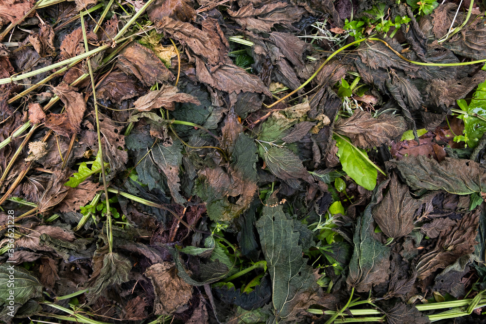 wilted nettles
