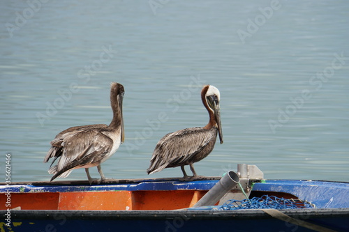 Pelicans in the harbor of Sainte Rose on Guadeloupe