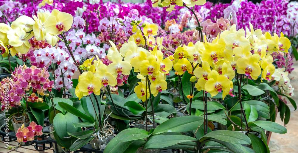 Phalaenopsis orchids bloom in a variety of colors in the garden, waiting to be brought to the flower market for sale to customers who decorate their homes, gifts or opening