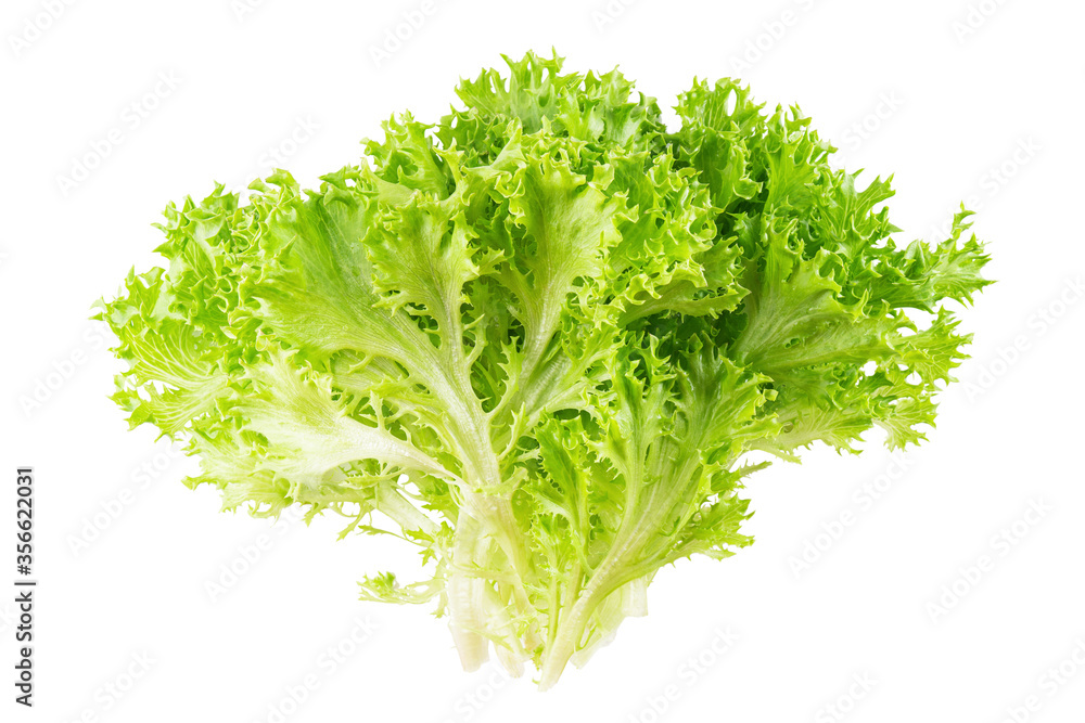 Green frisee lettuce bunch isolated on white background Green frisee lettuce bunch isolated on white background