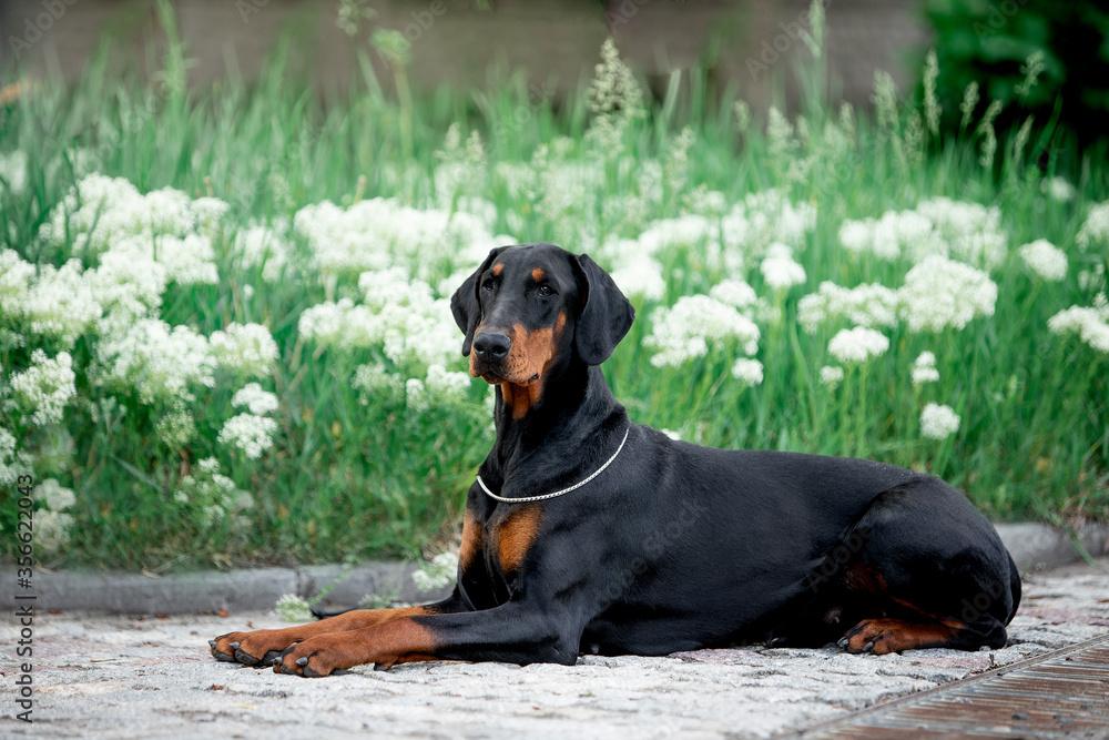 Beautiful dog Doberman breed with greenery