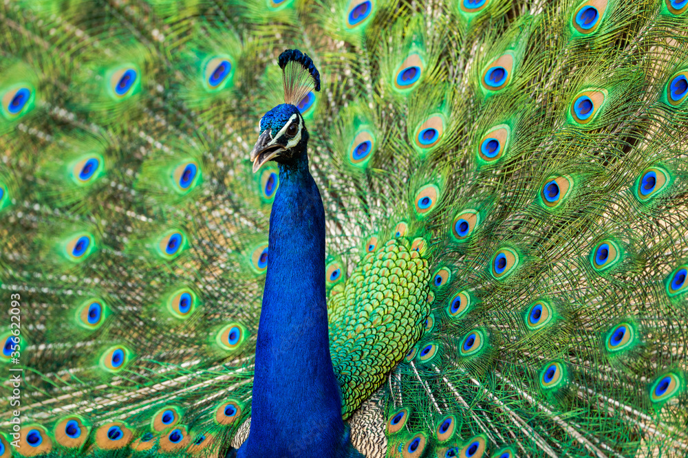 Obraz premium extreme close up Indian peafowl or male peacock dancing with full colorful wingspan to attracts female partners for mating at ranthambore national park or tiger reserve sawai madhopur rajasthan india