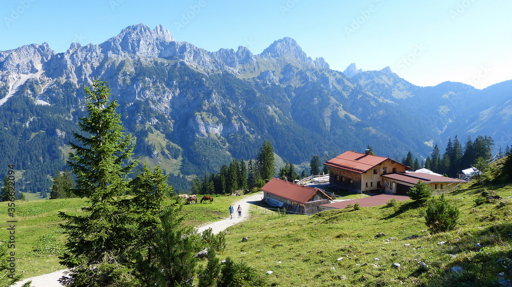 Krinnenalpe im Tannheimer Tal mit Blick auf die Tannheimer Berge, Österreich