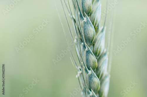 Close up sur un épi de blé vert dans un champ