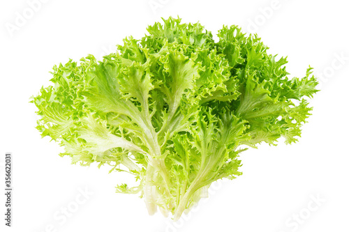 Green frisee lettuce bunch isolated on white background photo