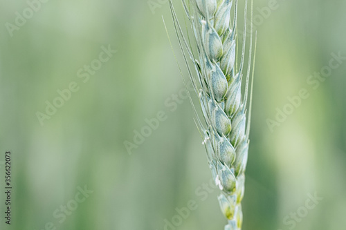 Close up sur un épi de blé vert dans un champ