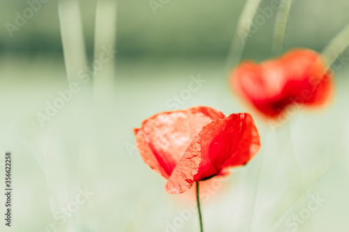 Jolie fleur coquelicot rouge dans un champ	