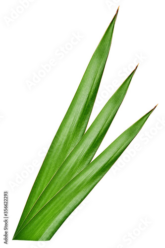Palm leaf of coconut, pineapple isolated on white background. Element of tropical leaves isolated