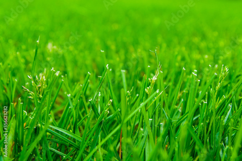 Background of the green grass. Eco concept. Selective focus