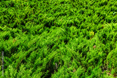 Background of the evergreen juniper bushes. Natural pattern