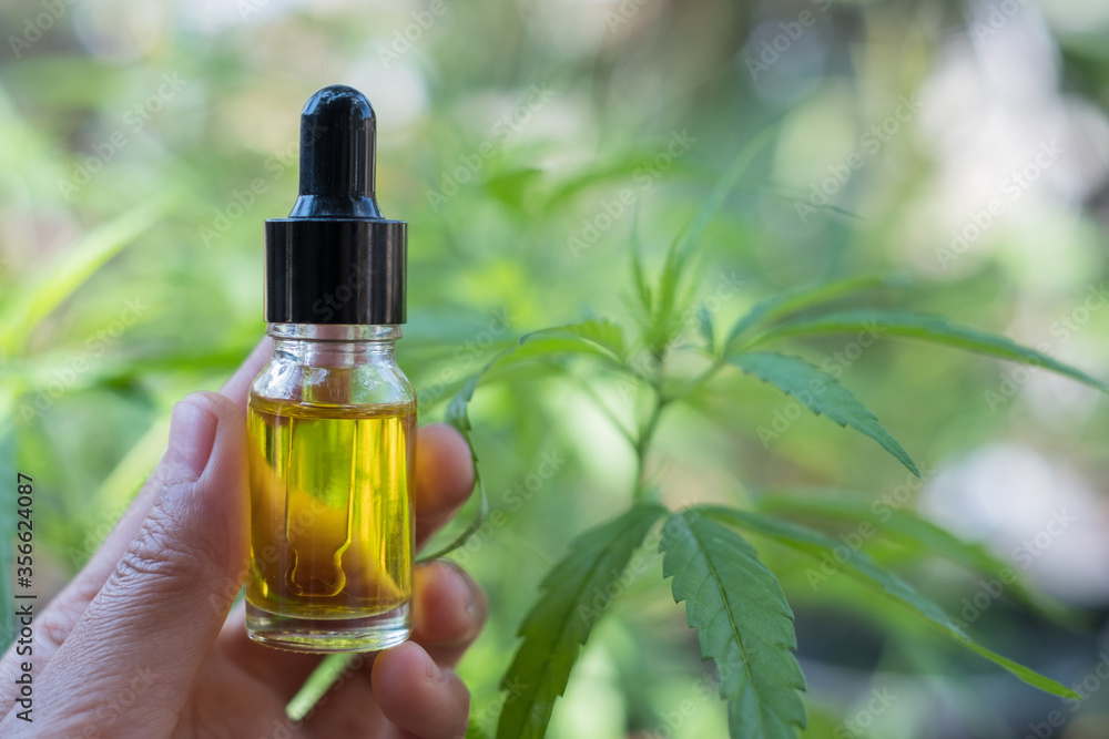 Handle glass bottle containing hemp oil. Hold a bottle of hemp oil in a glass bottle, a natural herbal dropper tube, medical marijuana concepts to treat diseases. There is space for entering text. Handle glass bottle containing hemp oil. Hold a bottle of hemp oil in a glass bottle, a natural herbal dropper tube, medical marijuana concepts to treat diseases. There is space for entering text.