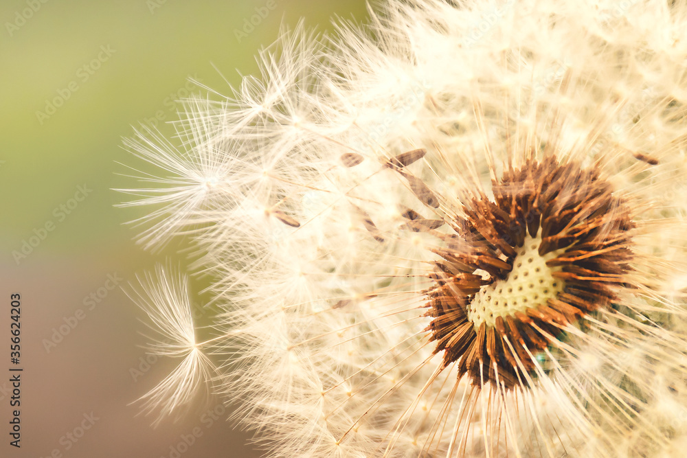 Obraz premium dandelion on a blurry background close up