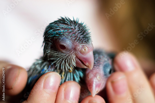 Baby blue Pacific parrotlet Forpus coelestis in a girl's hand