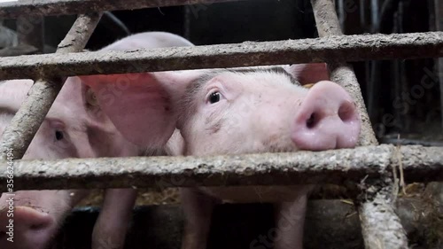 Schweine in Zeitlupe, Schweine, Ferkel, Stall