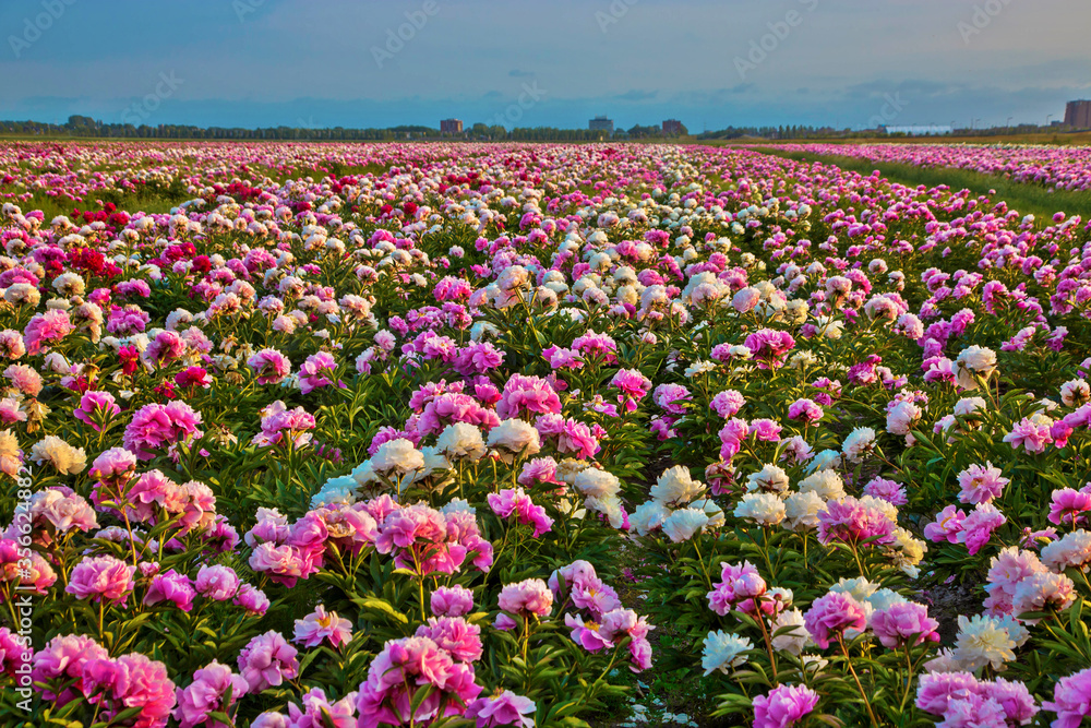Multicolored flowers peonies. Natural summer background. Multicolored flowers peonies. Natural summer background.