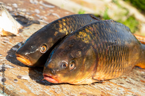 Fresh catch of carp. Two carps (crucian carp) are ready for cooking.
