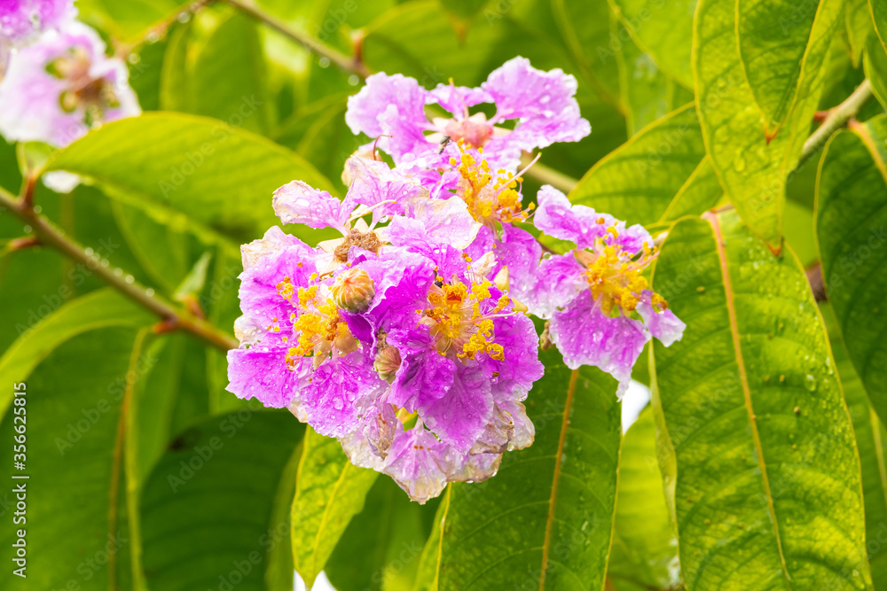 Inthanin flowers or Queen's Flower blooming with water droplets on the petals on tree after the rain. Inthanin flowers or Queen's Flower blooming with water droplets on the petals on tree after the rain.