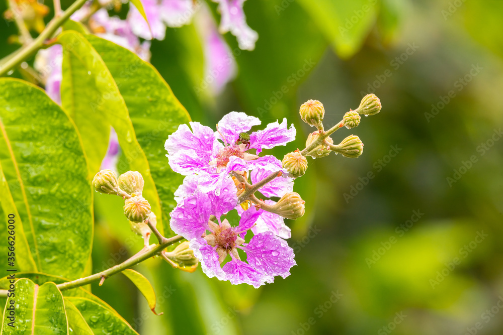 Inthanin flowers or Queen's Flower blooming with water droplets on the petals on tree after the rain. Inthanin flowers or Queen's Flower blooming with water droplets on the petals on tree after the rain.