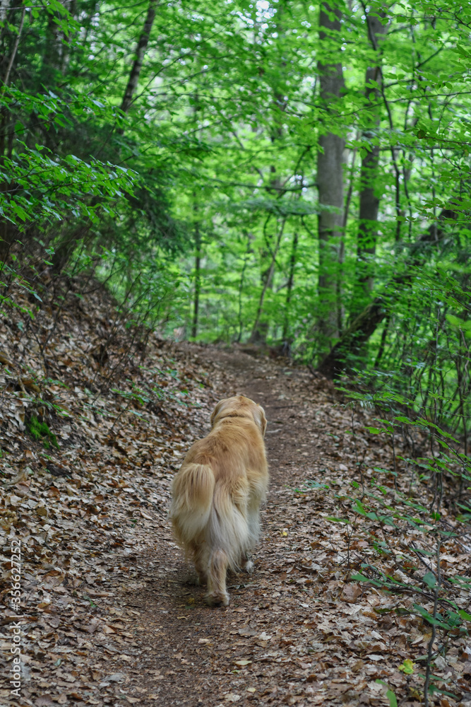 Dog on a mission hiking near Landstuhl