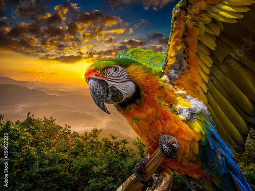 Billede på lærred blue and yellow macaw ara