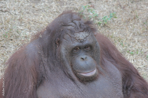 ORANG UTAN FROM BORNEO, IN DONESIA photo