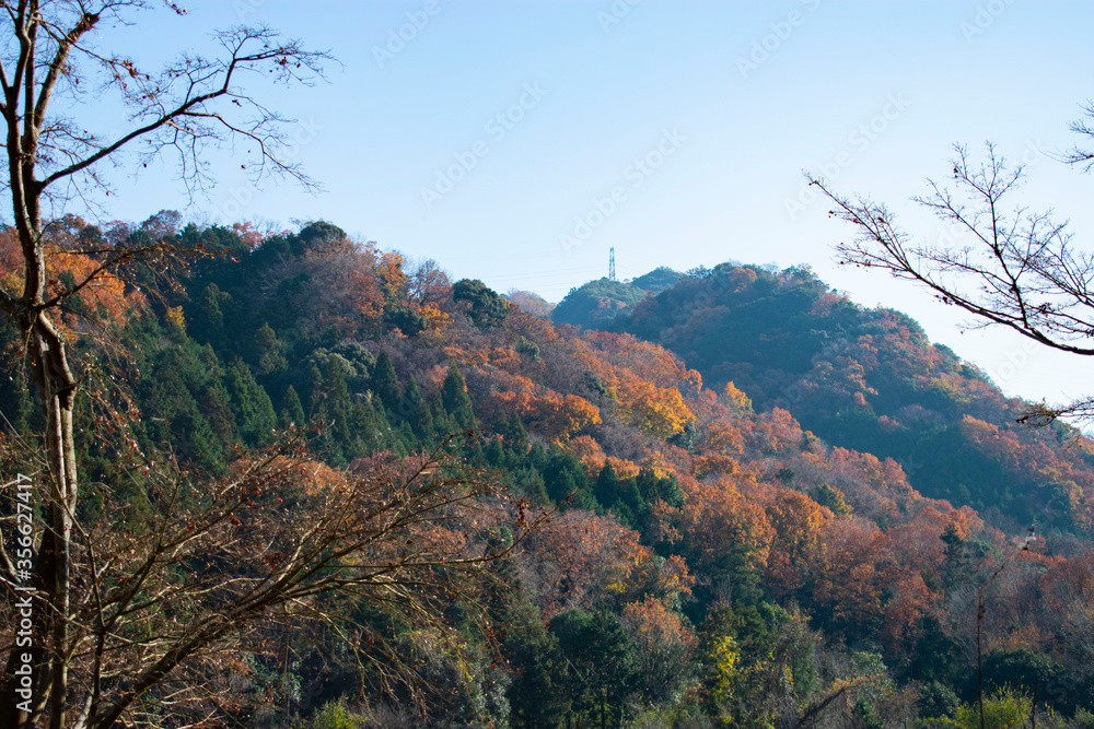 紅葉