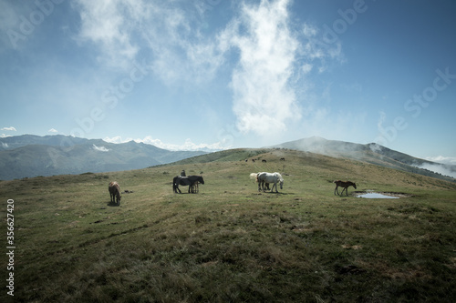Chevaux sauvages