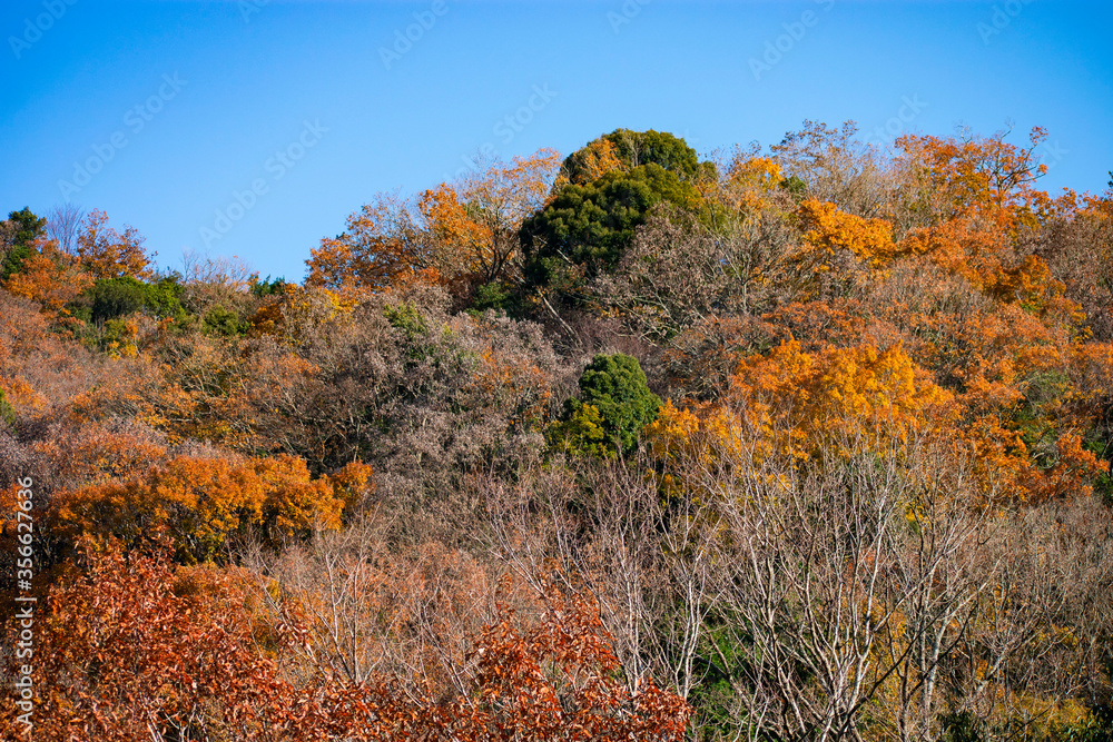 Fototapeta premium 紅葉