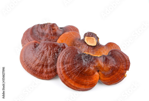 Dried Ganoderma Lucidum Mushroom an isolated on white background