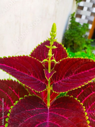 The beautiful coleus plant leaves isolated on white background. the coleus blumei flower growing with beautiful coleus leafs photo