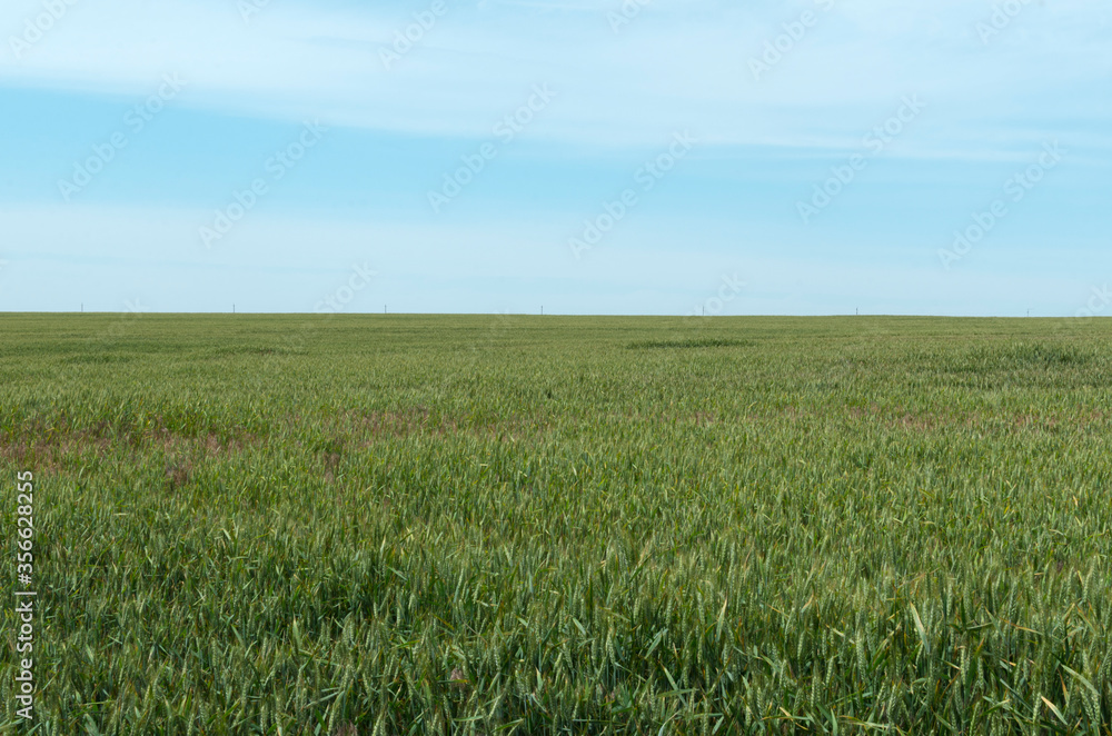 Beautiful landscape of green wheat and blue sky