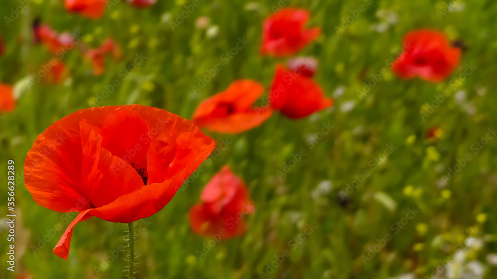 Close up of a delicate red field poppy (Papaver rhoeas) flower naturally growing in a wildflower meadow. Bokeh background with similar & yellow and white flora. England. Close up of a delicate red field poppy (Papaver rhoeas) flower naturally growing in a wildflower meadow. Bokeh background with similar & yellow and white flora. England.