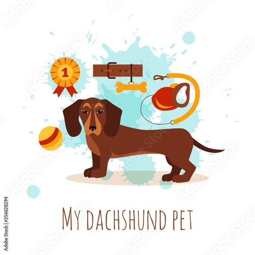 Dachshund care infographic concept with dog grooming