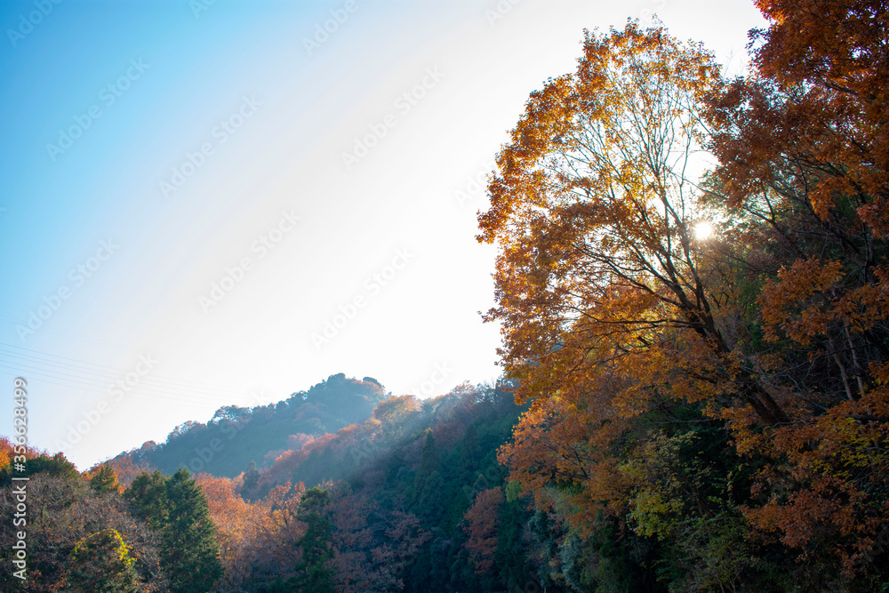 Fototapeta premium 紅葉