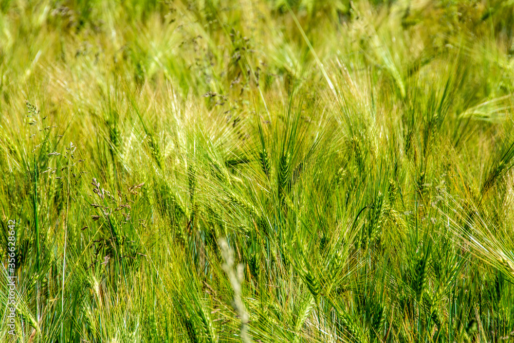 a field of green wheat with ears a field of green wheat with ears