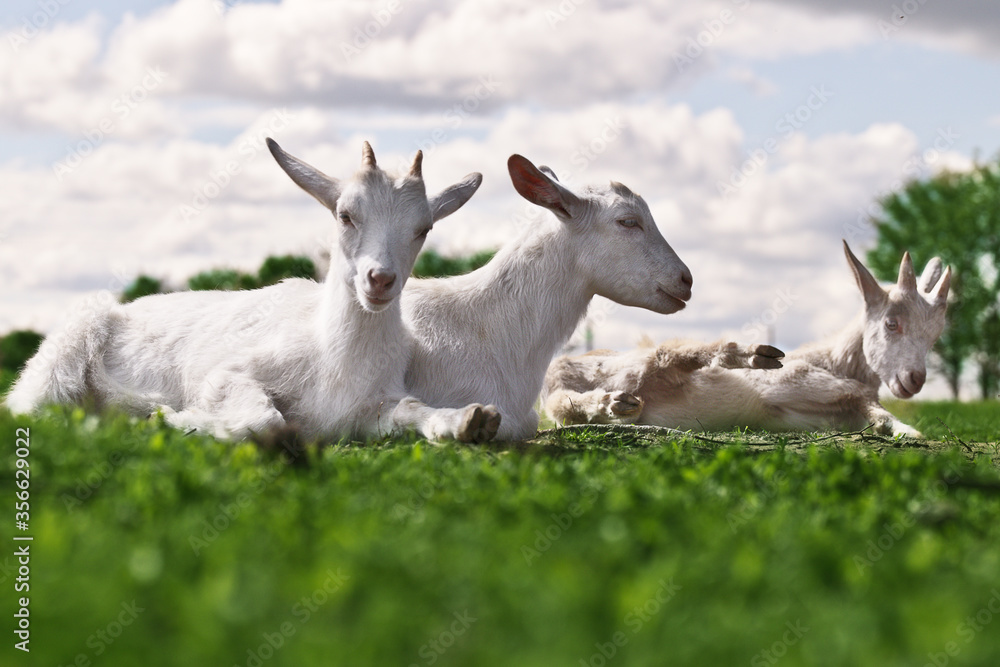 goats are resting in the meadow. goats are resting in the meadow.