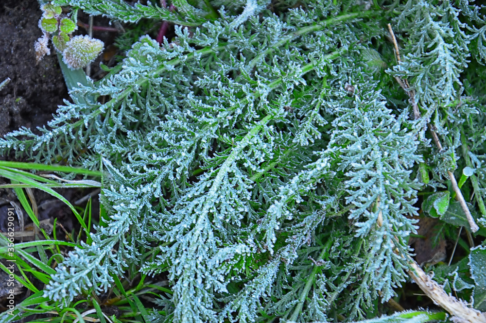 Unexpected spring frost. The green leaves of yarrow are covered with frost. Natural phenomenon. Unexpected spring frost. The green leaves of yarrow are covered with frost. Natural phenomenon.
