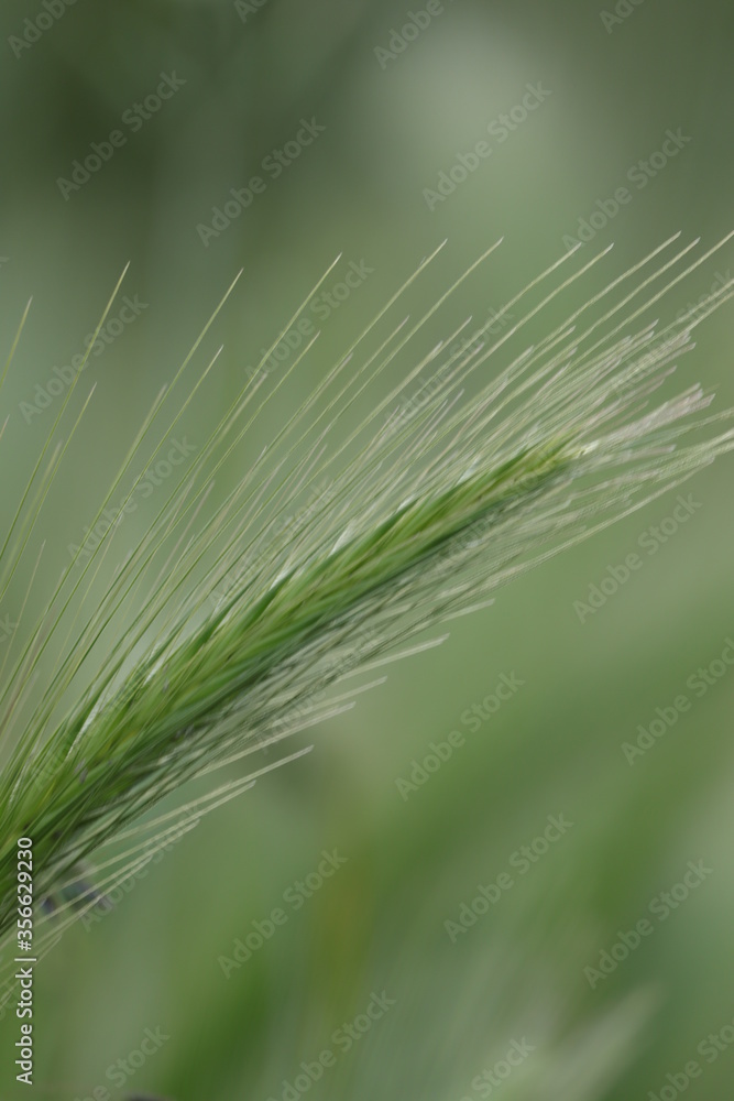 zielony  kłos  na  spokojnym  tle
