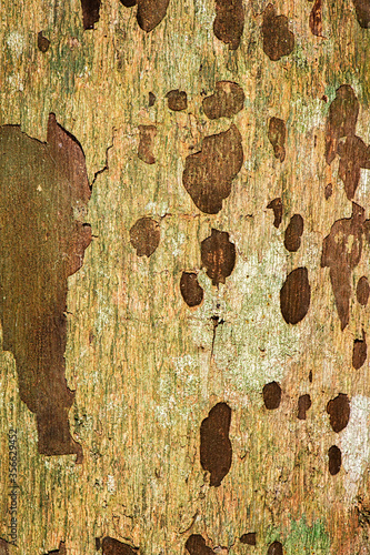 Detailed closeup of a real macro wood texture