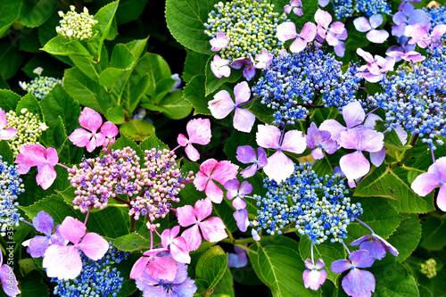 静岡県沼津市静浦の紫陽花
