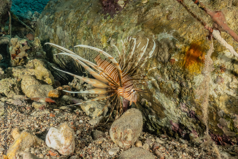 Lion fish in the Red Sea colorful fish, Eilat Israel
Lion fish in the Red Sea colorful fish, Eilat Israel